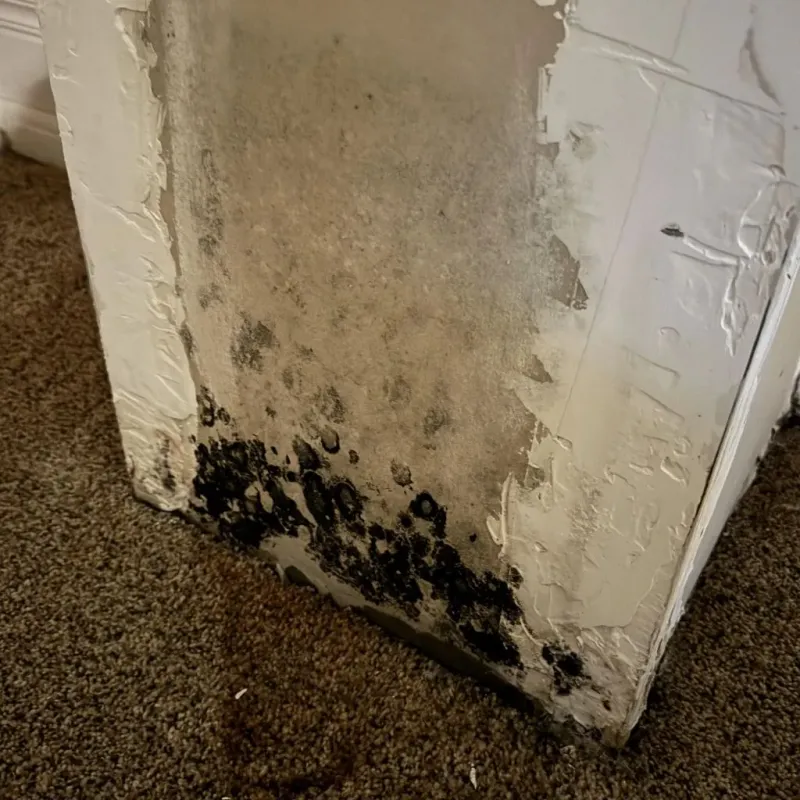 Professional Mold Removal in Mishawaka, IN